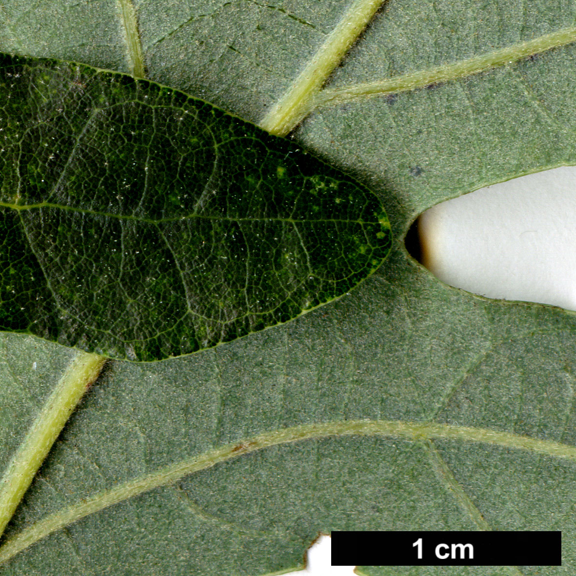 High resolution image: Family: Fagaceae - Genus: Quercus - Taxon: ×bebbiana (Q.alba × Q.macrocarpa)